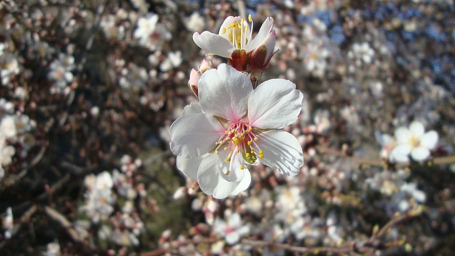 flower, almond tree, spring, garden, plant, nature, romantic HD wallpaper