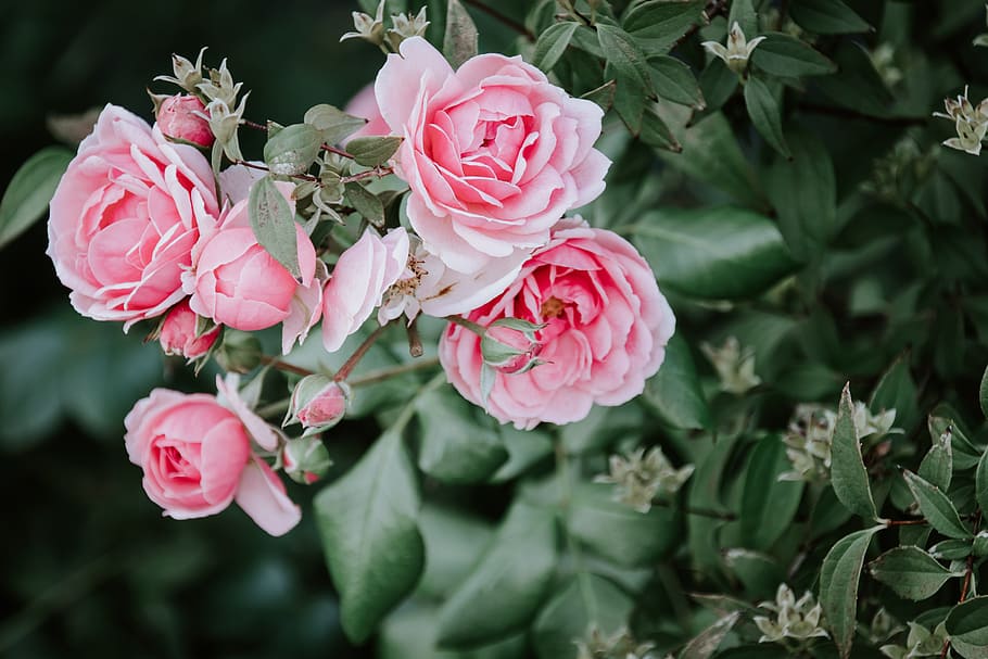 pink peonies HD wallpaper, flowers, leaf, leaves, roses, plant HD wallpaper