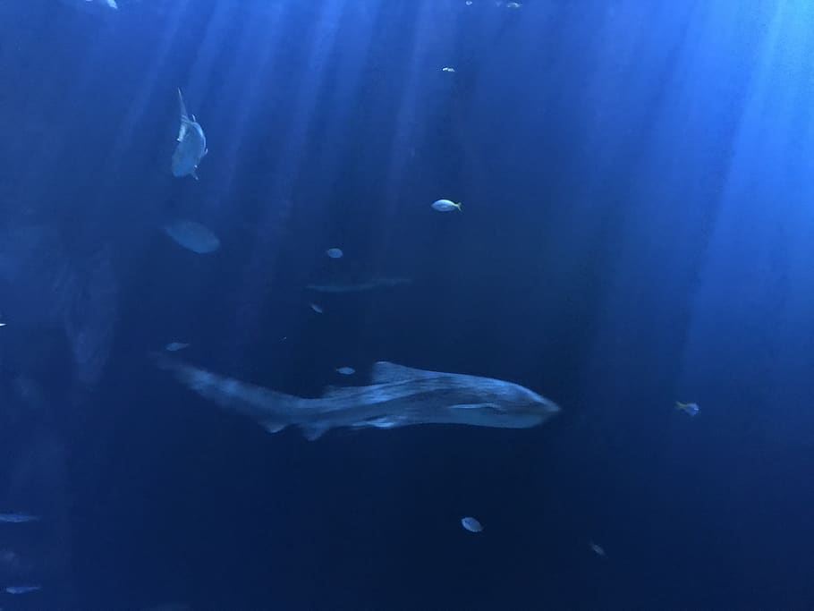 aquarium, fish, animal themes, underwater, sea, animal wildlife HD wallpaper