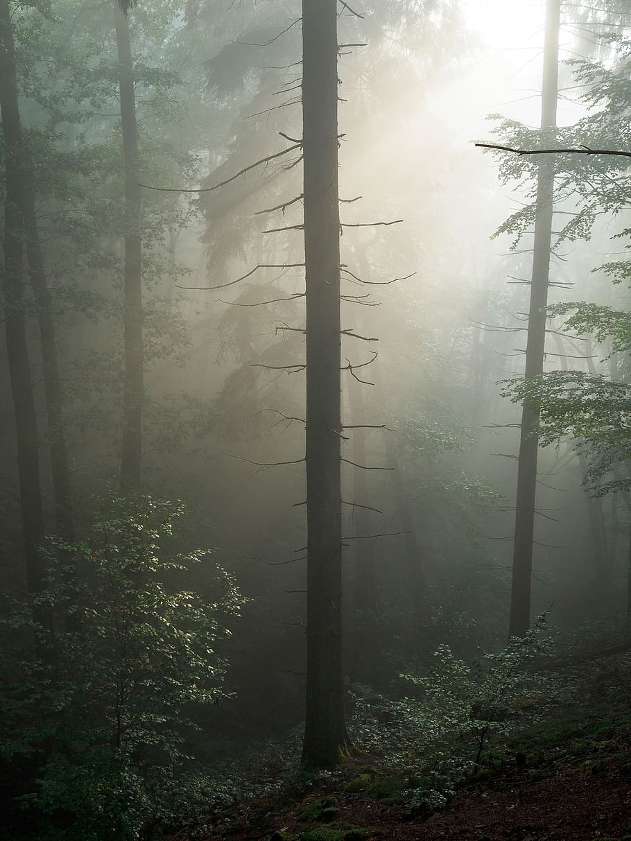 X Px Free Download Hd Wallpaper Silhouette Tree With Fogs Redwood Plant Flora