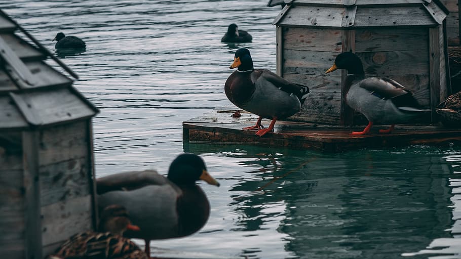 mallard duck on dock, animal, bird, waterfowl, teal, lake, goose