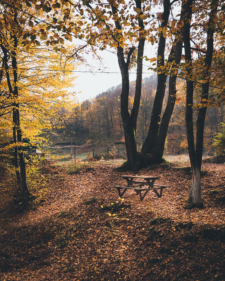 turkey, istanbul, forest, trees, leaves, landscape, nature HD wallpaper
