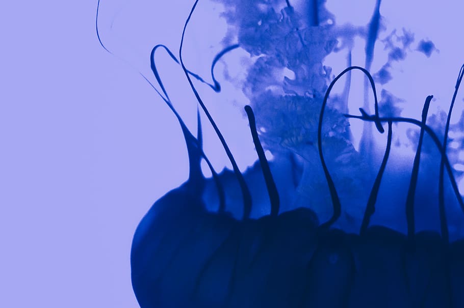 canada, toronto, desktop, wallpaper, jellyfish, aquatic, aquarium HD wallpaper