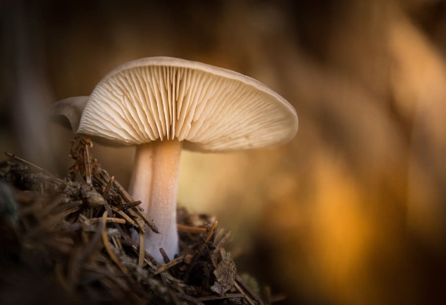 fungus, forest, macro, nature, autumn, mushrooms, moss, light HD wallpaper