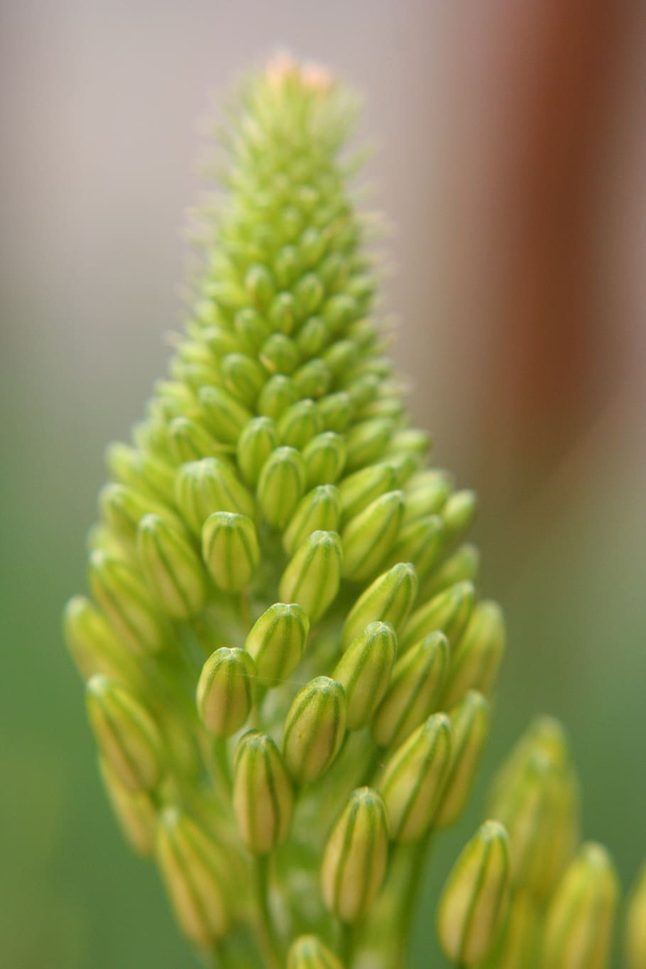 flower, bud, nature, spring, green, yellow, plant, green color HD wallpaper