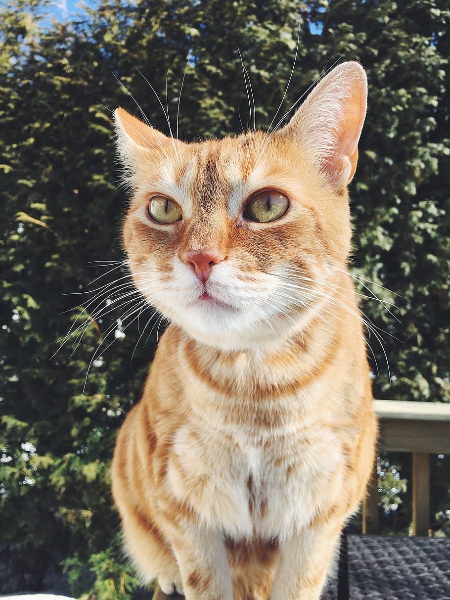 cats, nature, animals, iphone, feline, domestic, domestic animals HD wallpaper