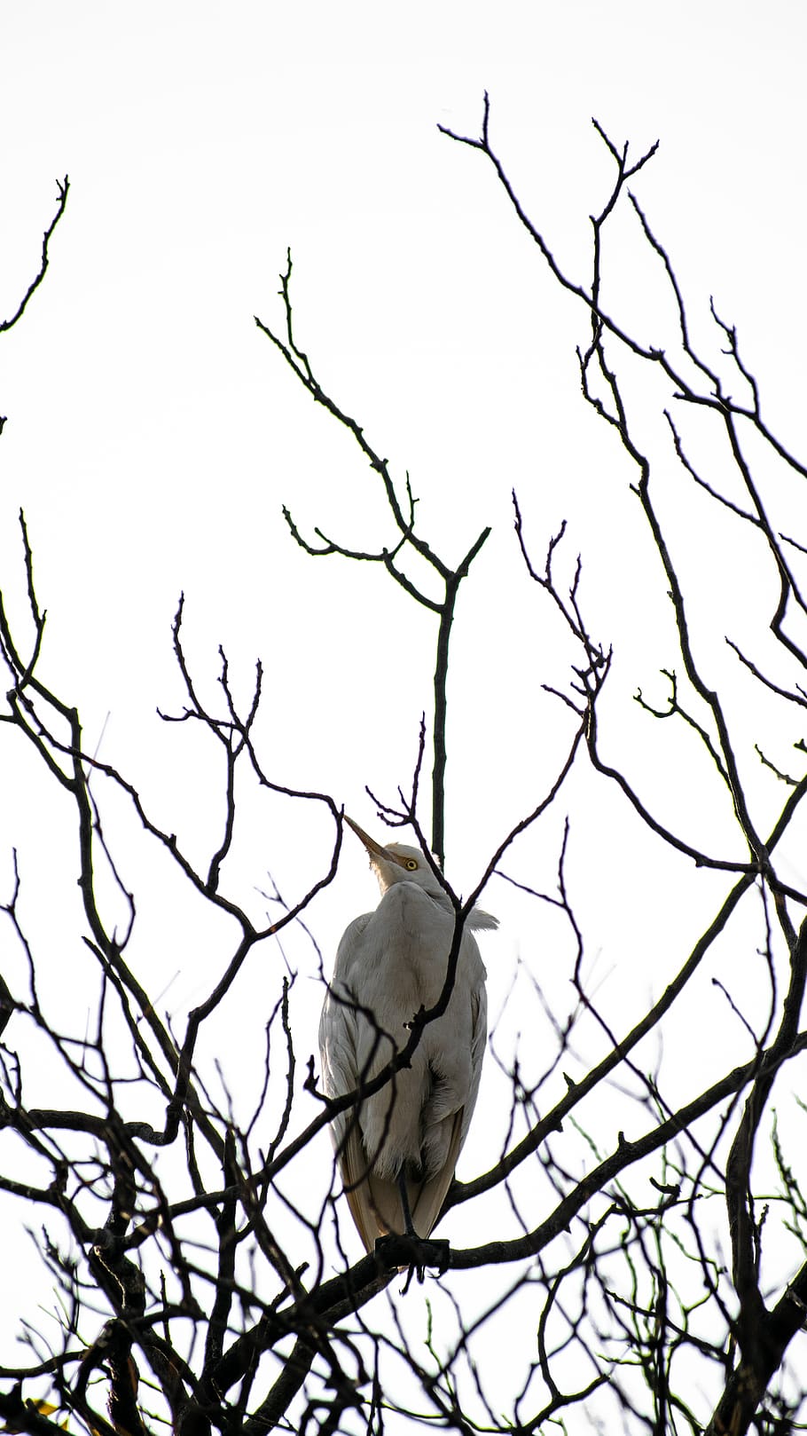 white bird on tree, animal, cockatoo, parrot, branches, wildlife, HD wallpaper