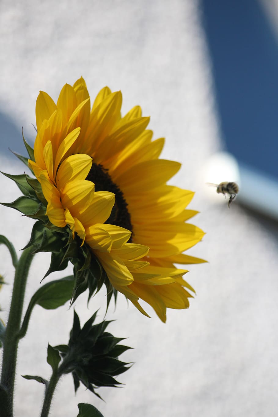 sunflower, bee, summer, yellow, blossom, bloom, plant, nature HD wallpaper