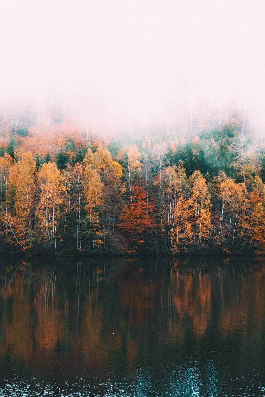 yellow and green trees beside calm body of water, landscape, forest HD wallpaper