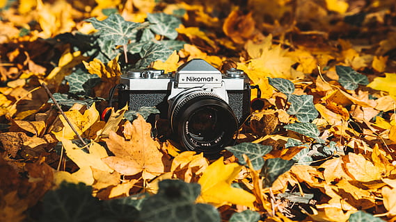 camera on dried leaves, plant, leaf, electronics, tree, russia HD wallpaper