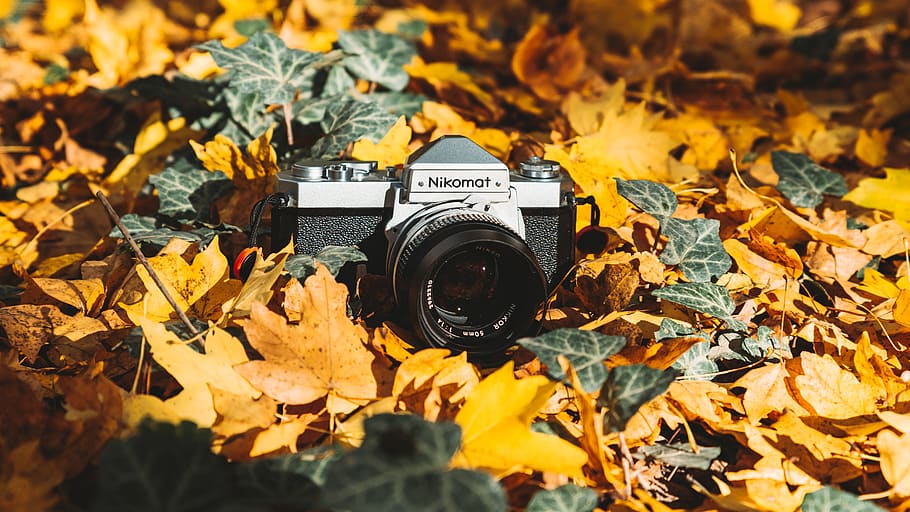 camera on dried leaves, plant, leaf, electronics, tree, russia, HD wallpaper