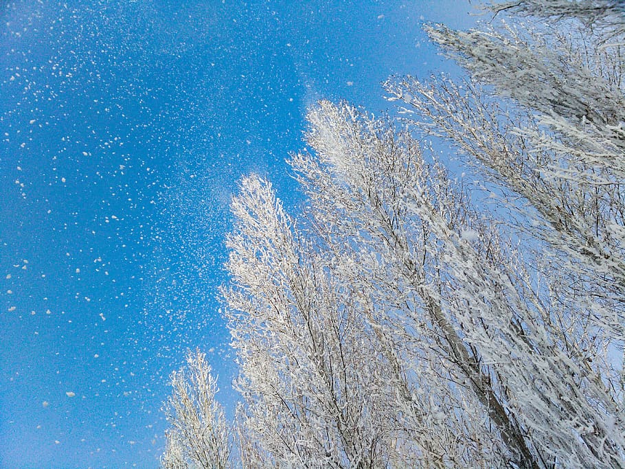 snow, sunny, forest, sky, blue, winter, white, cold temperature HD wallpaper