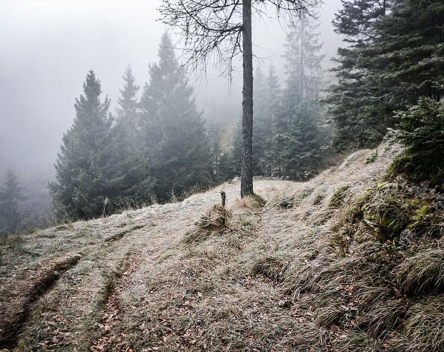 trees, nature, cold, colder, wallpaper, forest, ze, plant, tranquility HD wallpaper