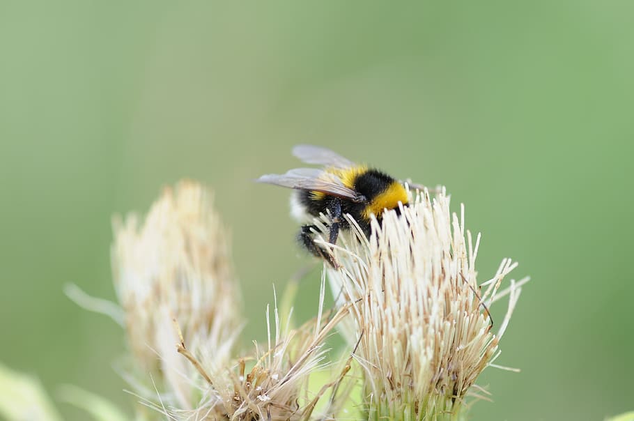 hummel, bumblebee, insect, nature, blossom, bloom, flower, close up HD wallpaper