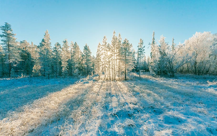 Pine Trees Under Blue Sky, cold, daylight, forest, zing, frost HD wallpaper