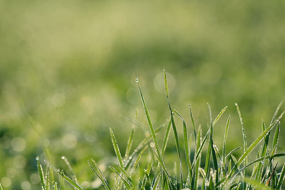grass, green, dew, nature, summer, morning, meadow, drops, growth HD wallpaper