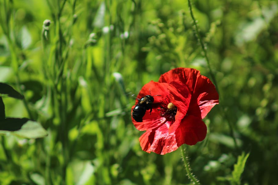 background, mâche, nature, flower, marsh, bourges, france HD wallpaper