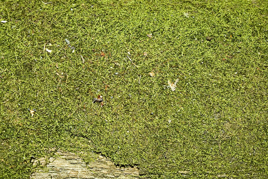 con2011, backdrop, background, green color, plant, grass, high angle view HD wallpaper