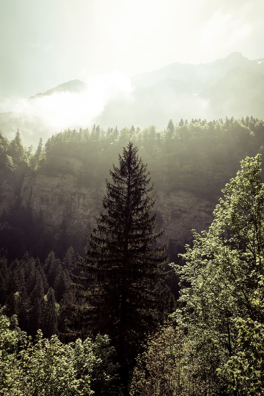 pine tree during sunset, conifer, schwende district, seealpsee HD wallpaper