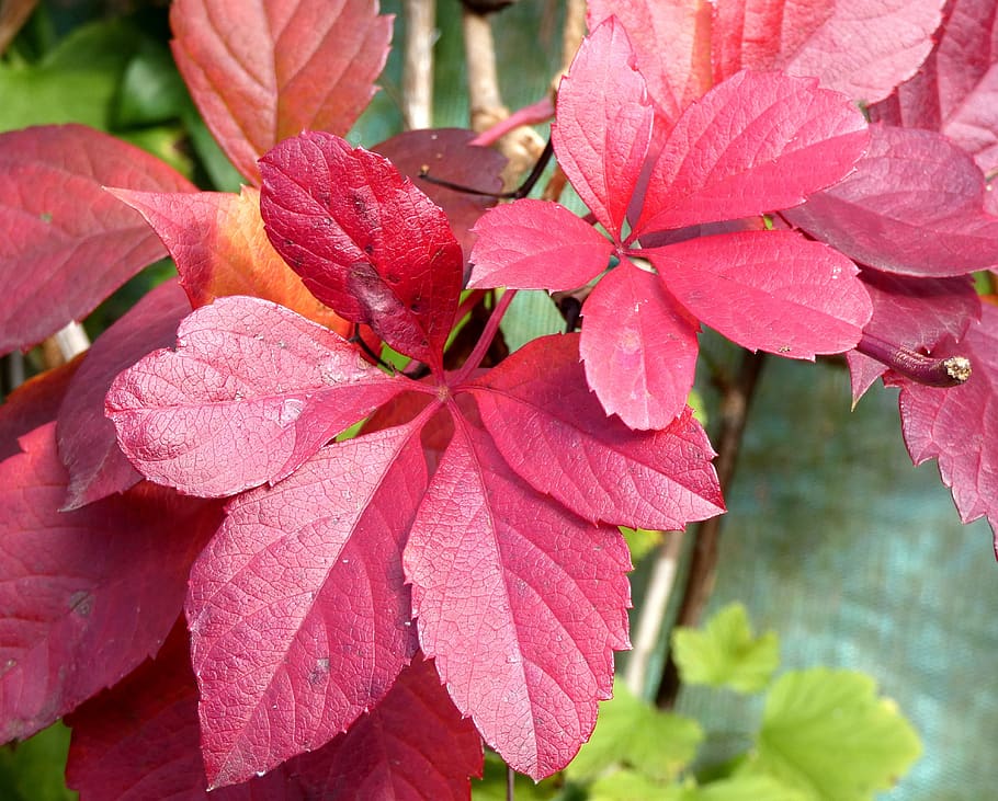 vine-virgin, leaf, color, fall, purple, foliage, red, light HD wallpaper