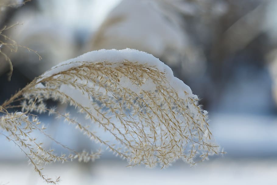frozen, winter, ice, grass, nature, frost, cold, close-up, focus on foreground HD wallpaper