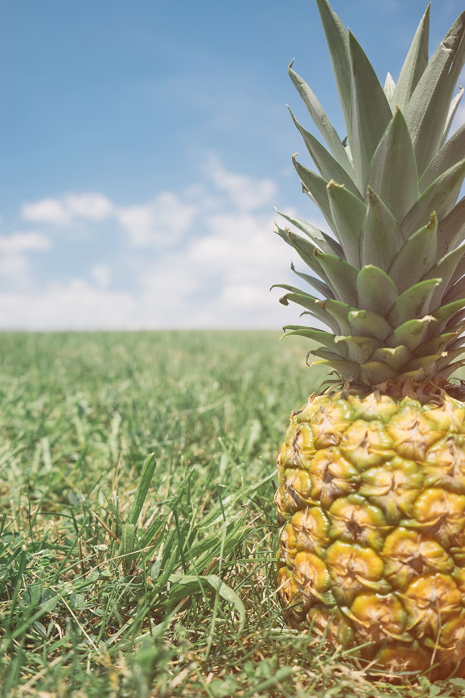 Yellow and Green Pineapple Fruit in Close-up Photo, blue sky HD wallpaper