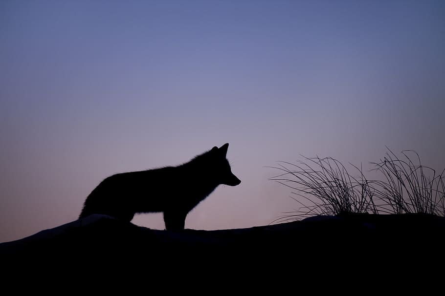 silhouette of wolf standing on ground, fox, dog, purple, sky