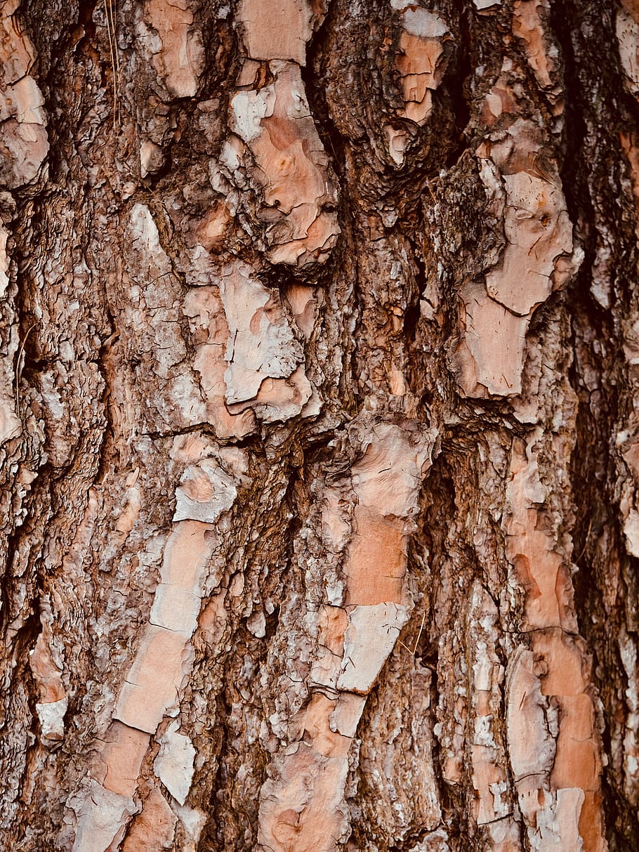 brown tree bark, full frame, tree trunk, backgrounds, textured HD wallpaper