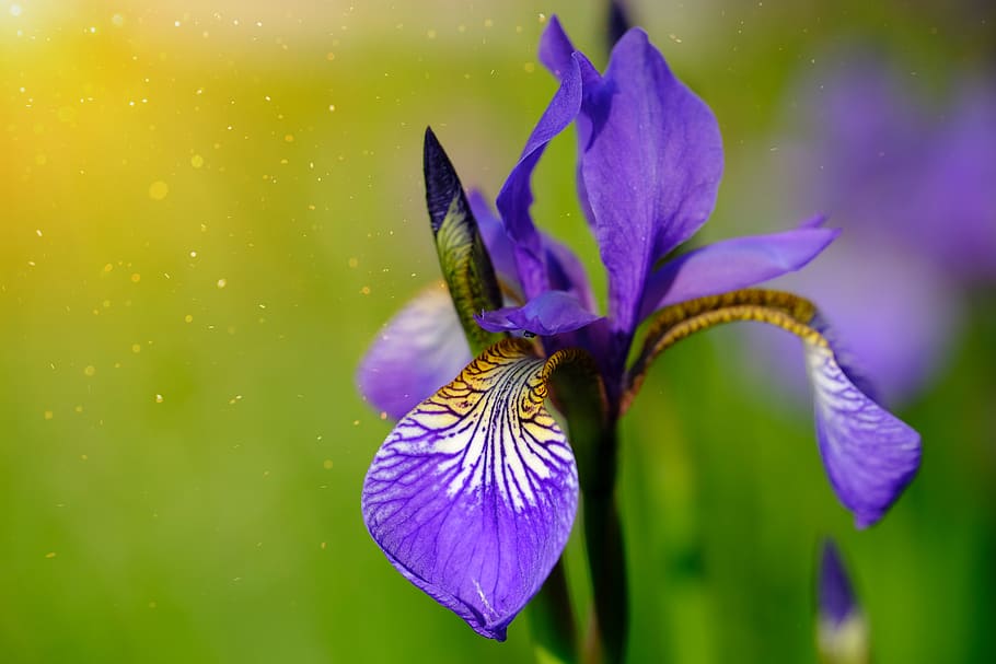 lily, iris, polle, sunbeam, light, sunlight, iridoideae, iridaceae, HD wallpaper