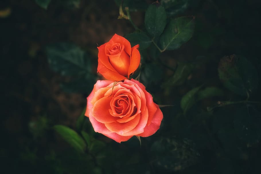 flowers, trees, sad, tranquil, rose, beauty in nature, flowering plant HD wallpaper