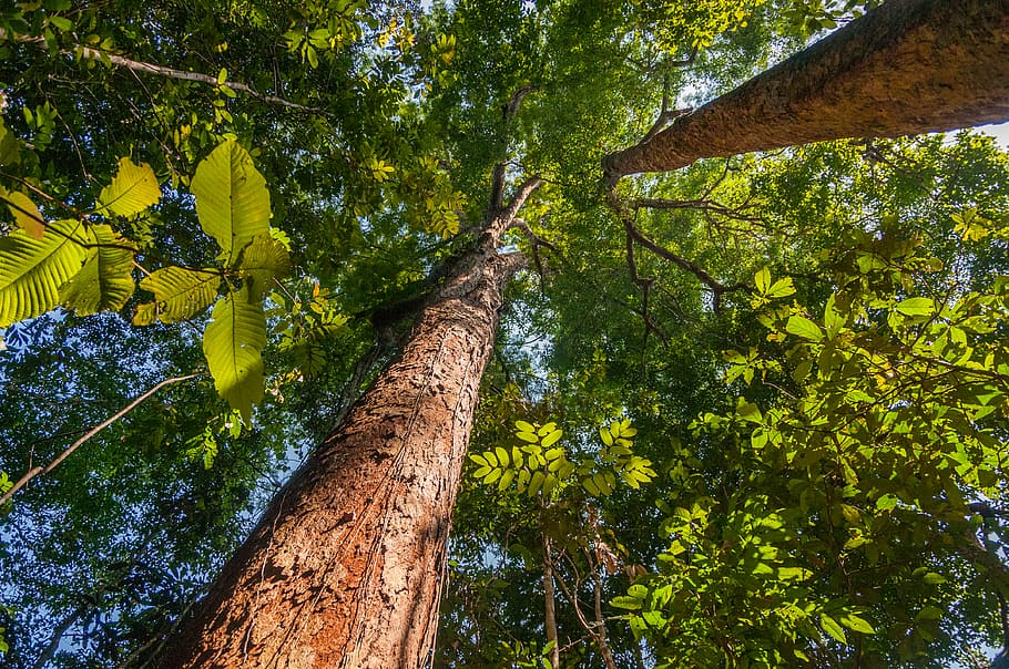 brazil, state of amazonas, trees, forest, plant, growth, trunk