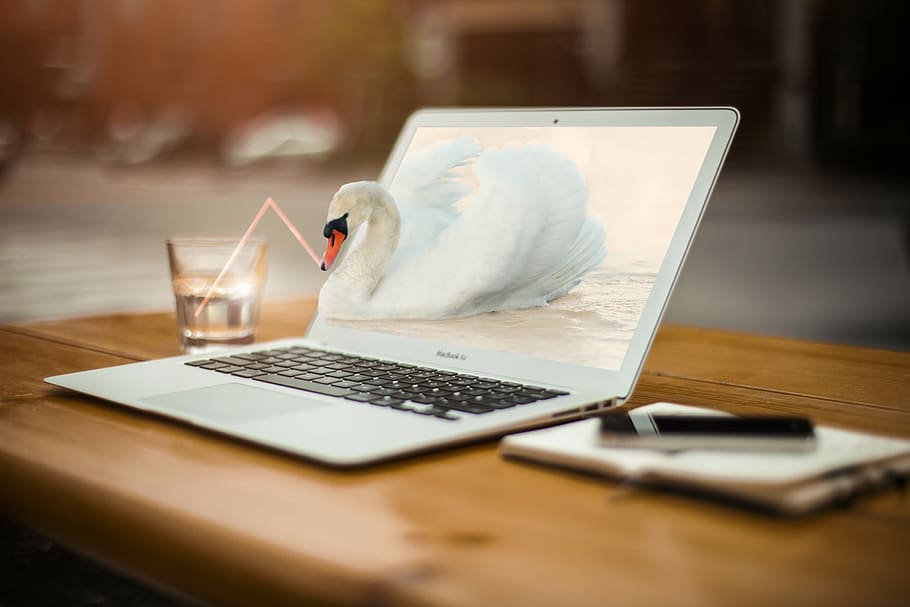swan, laptop, mac, water, straw, swan drinking water, popping out