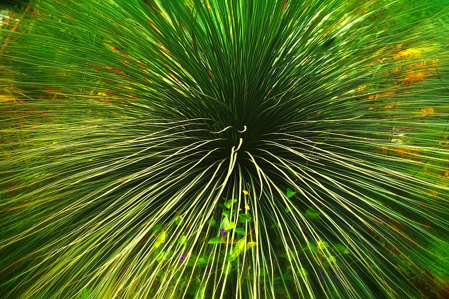 Green Linear Leaf Plants, bright, fresh, garden, green leaves HD wallpaper