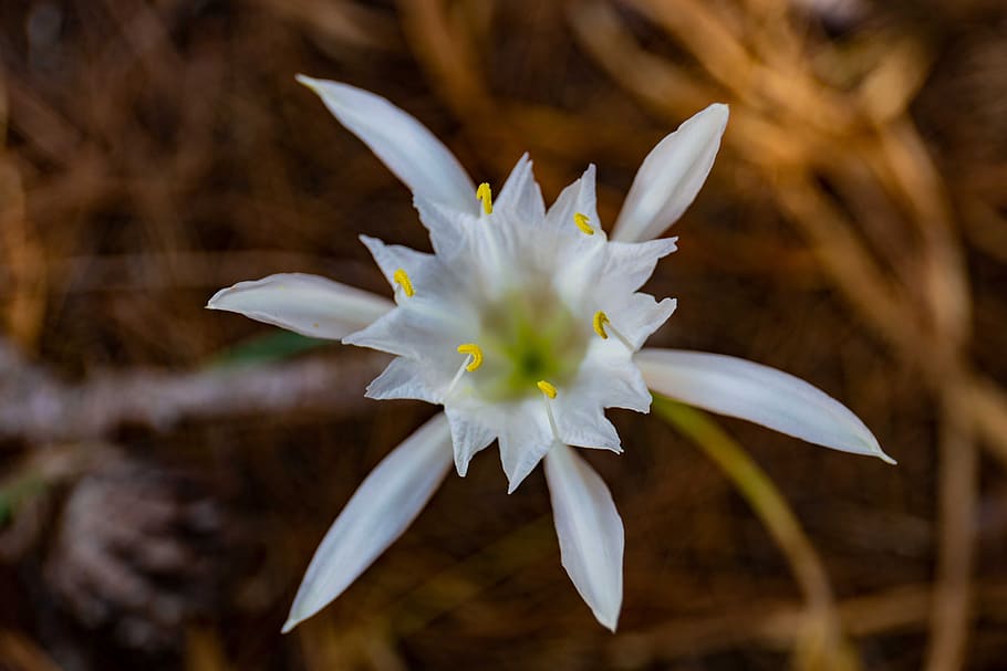 flower, mediterranean, ile, flowering plant, vulnerability HD wallpaper
