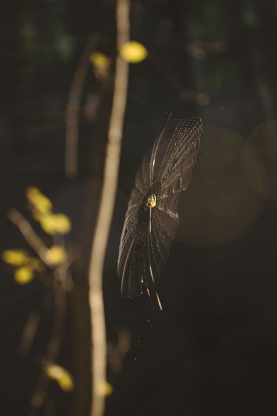 romania, spider, spider web, forest, close-up, no people, focus on foreground HD wallpaper