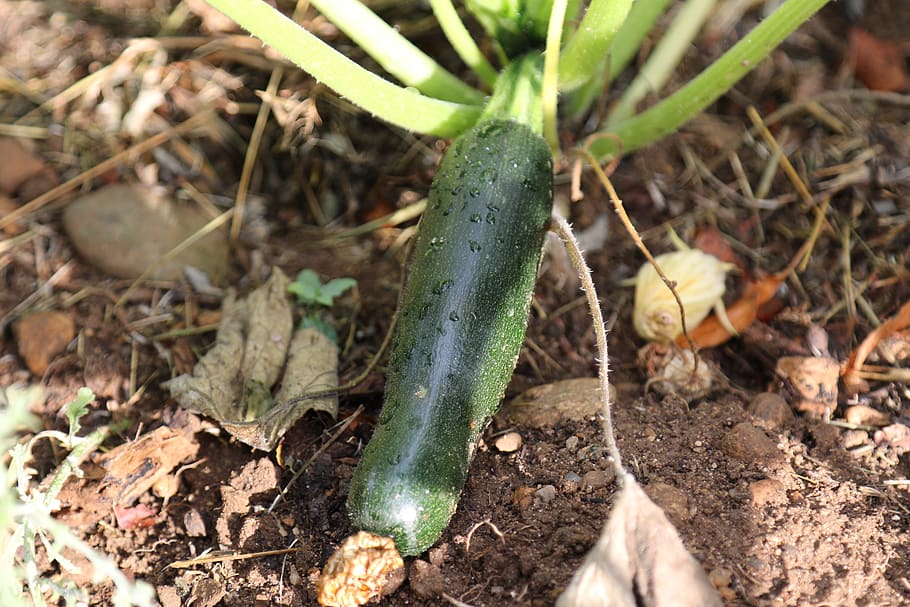 zucchini, courgette, garden, vegetable, plant, growth, green color HD wallpaper
