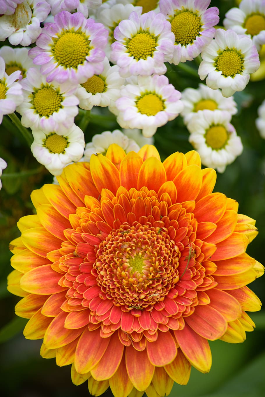 flowers, orange, bloom, nature, garden, spring, summer, gardening HD wallpaper