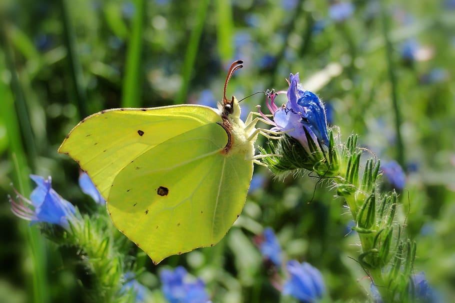 plant, flower, growth, flowering plant, insect, beauty in nature HD wallpaper
