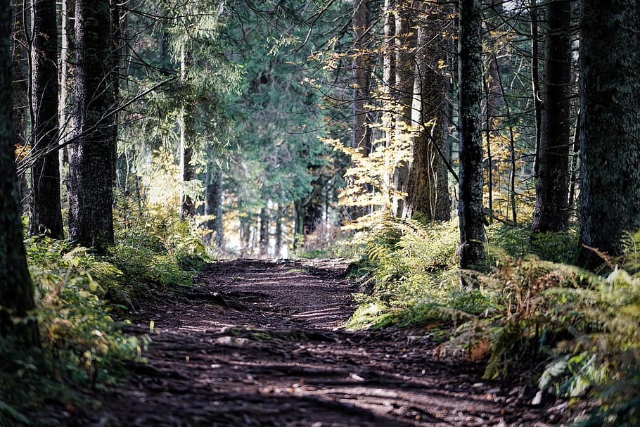 green-leafed tree, forest, plant, land, direction, tranquility HD wallpaper