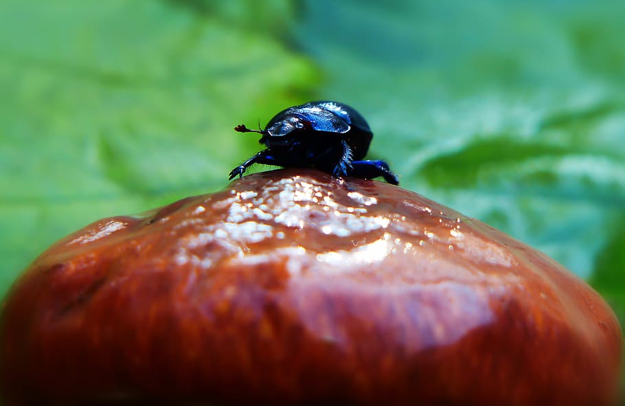 animals in the wild, invertebrate, animal wildlife, insect HD wallpaper