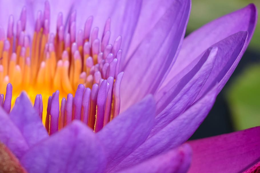 Macro Photography of Purple Flower, beautiful, bloom, blooming HD wallpaper