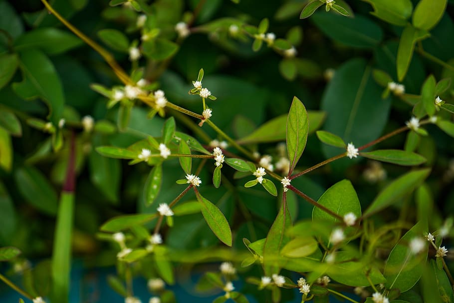 leaf, tree, close-up, nature, branch - plant part, lush foliage HD wallpaper