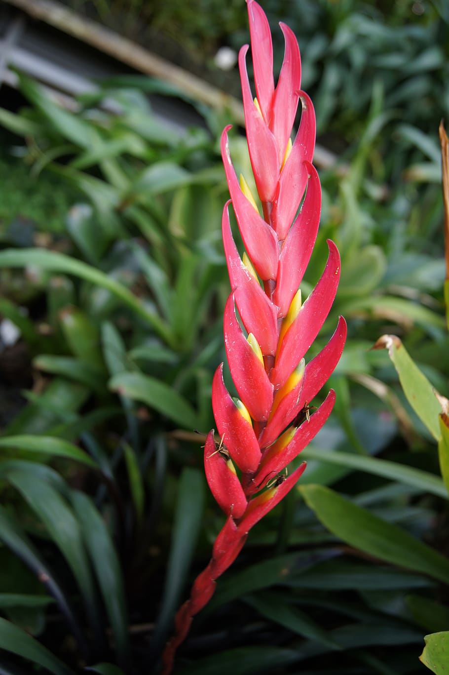 nature, flowers, macro, summer, spring, plant, flora, botanical HD wallpaper