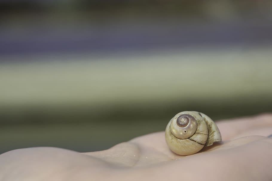 snail, snail shell, snail house, background, slowly, mollusk HD wallpaper