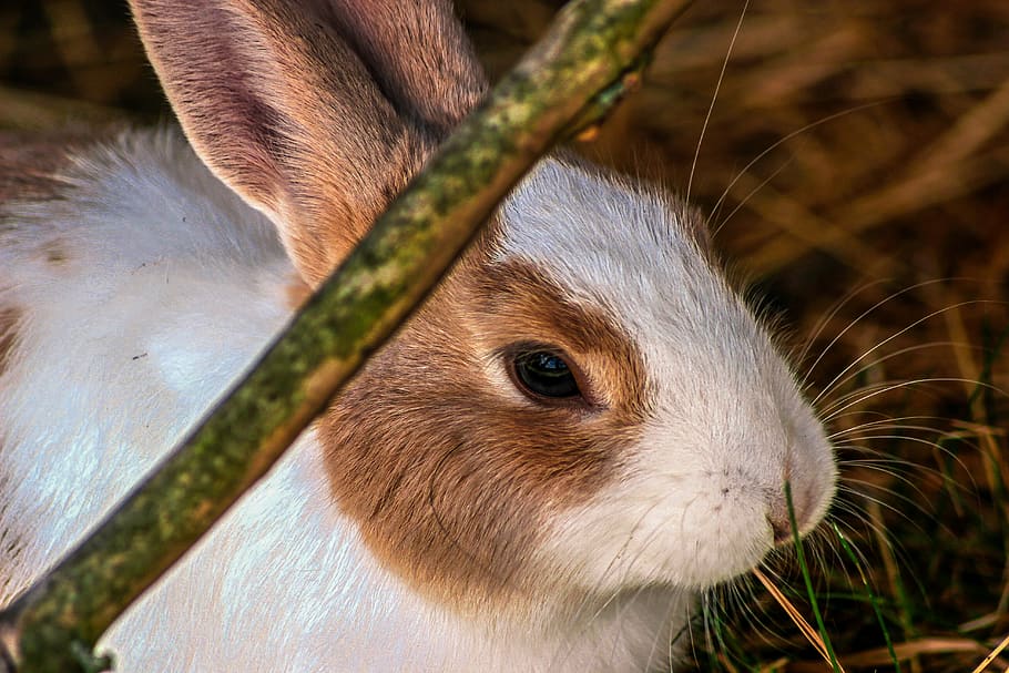 rabbit, hare, close up, stall, hay, easter, cute, animal, animal world HD wallpaper
