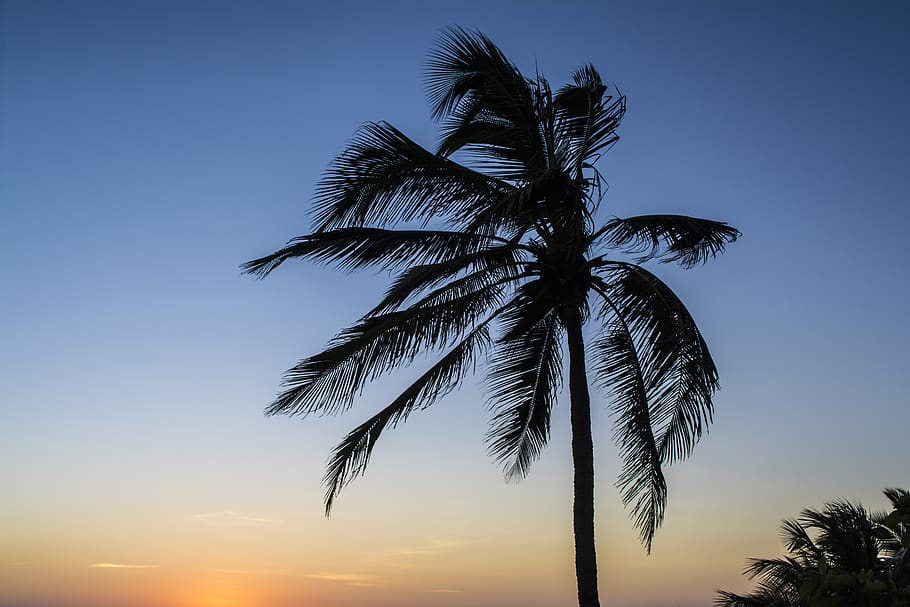 brazil, jericoacoara, tree, tropical, coconut, black, blue, HD wallpaper