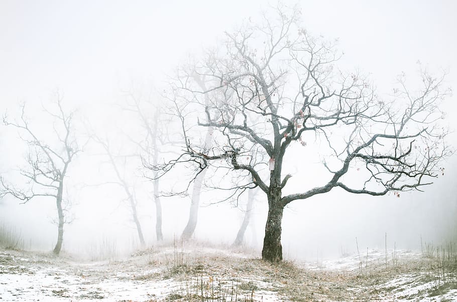 brown bare tree illustration, field, snow, mist, fog, outdoors HD wallpaper