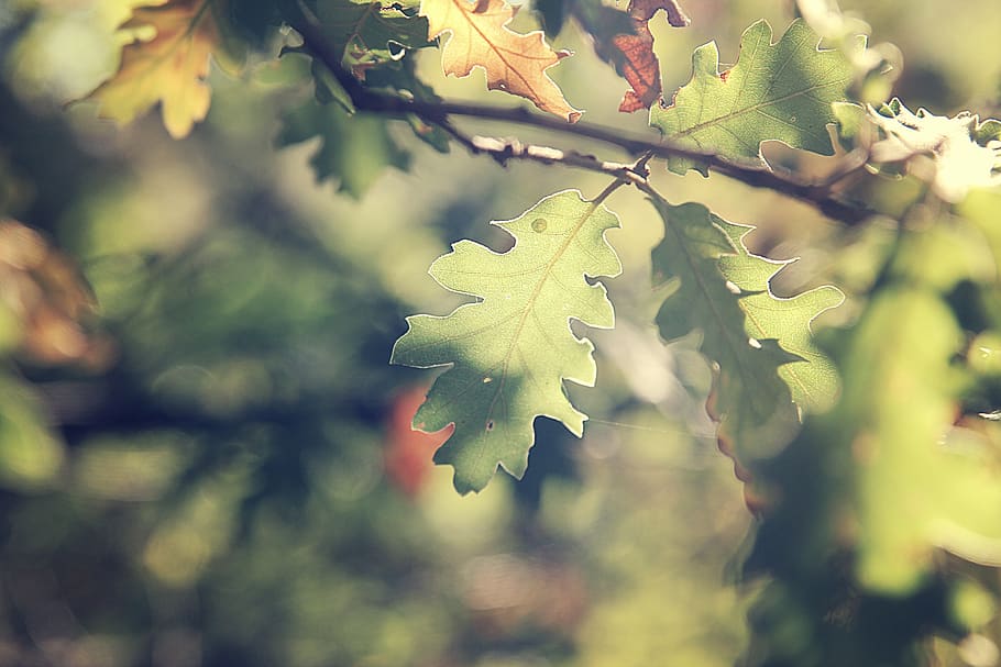 oak, leaf, leaves, oak leaf, autumn, green, sunny, branch, tree, HD wallpaper