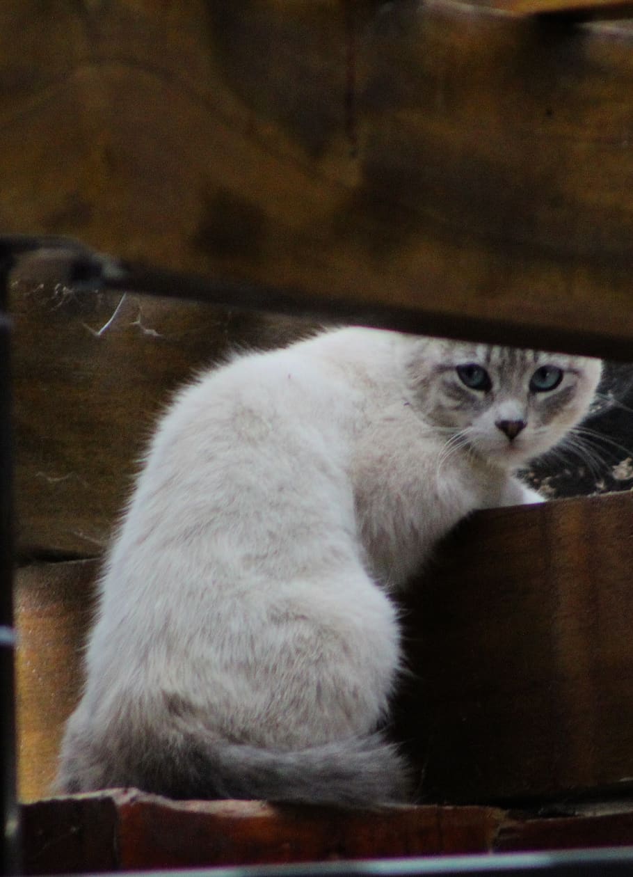 ecuador, quito, cat, kitten, animal themes, domestic cat, mammal HD wallpaper