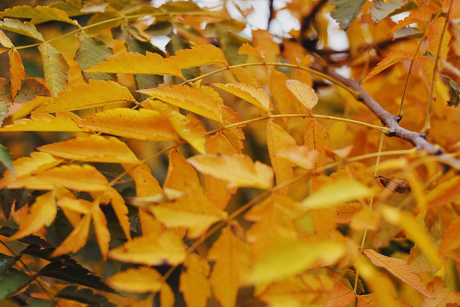 leaves, autumn, forest, trees, nature, wallpaper, background HD wallpaper